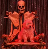 Evilpuppy-1