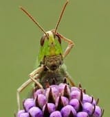gomen cricket