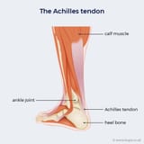 achilles-tendon-new_png_92