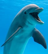 laughing dolphin