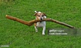 gettyimages-141253268-612x612