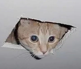 Gatodeltechopng