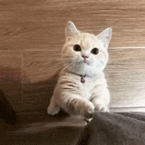 pls