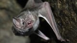 vampire-bat-hanging-3421496754