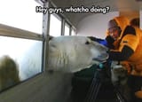 bear-meme-polar-bear-hey-guys-whatcha-doing