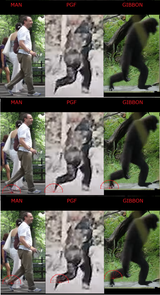 Gait comparison