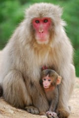 Macaque aka Snow Monkey