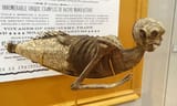 fiji-mermaid