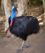 Southern-Cassowary-02-1035x1200