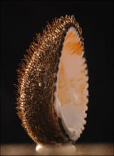 bearded_clam_1