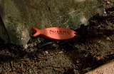 lost fish bicuit