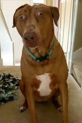 0_SWNS_SURPRISED_DOG_004