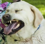 inu