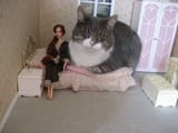 giant_cat
