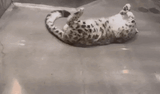 snow-leopard-rolling-around