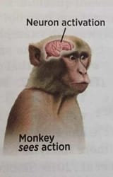 monke