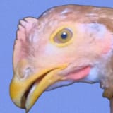 chicken1