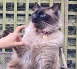 cat confusion