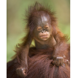 orangutan baby