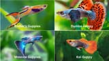 GUPPY_1_1024x1024