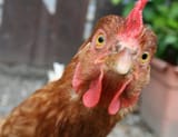 chicken