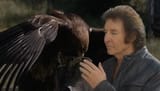 breenfalconer