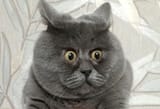 startled-cat-5-e1d007b13bf14746a4f4dfe369d6d6ce_jpg