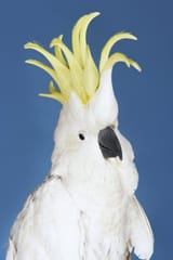 cockatoo-blue-background-closeup-against-31842185