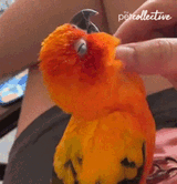 sleepybird