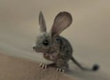 Desert_Mouse