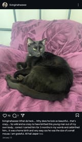 direnc_kittens