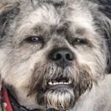 pfp
