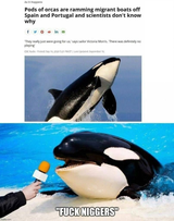 based orca
