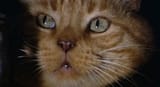 Jonesy