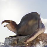 u4lpt9zkhbc61