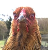 evil-chicken
