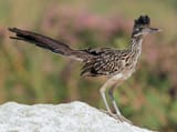 roadrunner