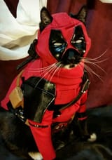 catpool