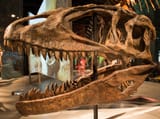 Ultimate_Dinosaurs_Carcharodontosaurus