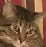 3647238