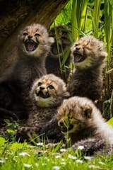 laughing lions