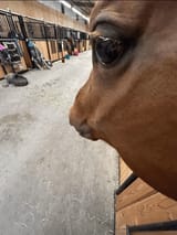 horse-side-eye