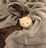 you gotta be kitten me