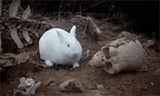 1741941886_new_vorpal bunny