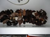 GuineaPigs23