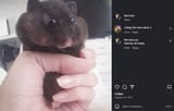 hammy