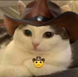 Texas cat pondering life&#039;s great questions