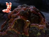 Horta
