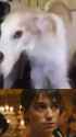 borzoi_thumb.jpg