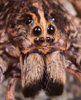 wolf-spider-front-view